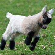 Own a Pygmy Goat