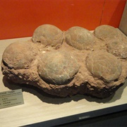 Dinosaur Eggs