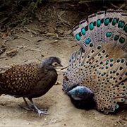 Peacock-Pheasant