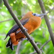Capuchinbird