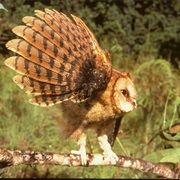 Congo Bay-Owl (Phodilus Prigoginei)