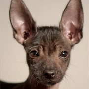 Mexican Hairless Dog