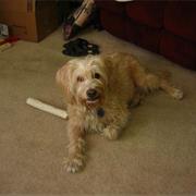 Glen of Imaal Terrier