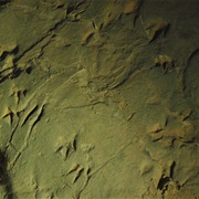 Dinosaur Stampede Footprints Lark Hill