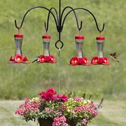 Hang a Humming Bird Feeder
