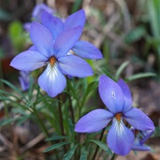 Birdsfoot Violet (Viola Pedata)