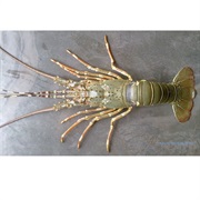 Mud Spiny Lobster
