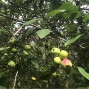 Forest Crabapple