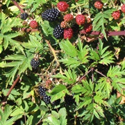 Cutleaf Evergreen Blackberry (Rubus Laciniatus)