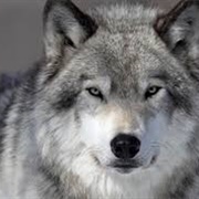 Visit a Wolf Sanctuary