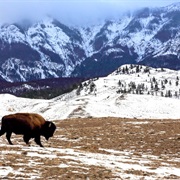 Yellowstone National Park, USA