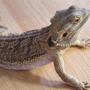 Bearded Dragon