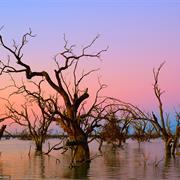 Kinchega National Park (NSW)