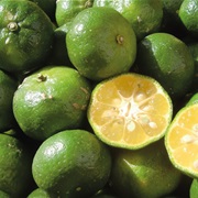 Taiwan Tangerine (Citrus Depressa)