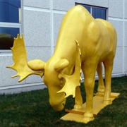 Yellow Moose