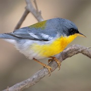 Tropical Parula