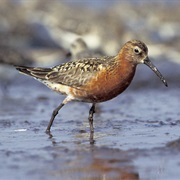 Curlew Sandpiper