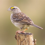 Grassland Sparrow (Ammodramus Humeralis)