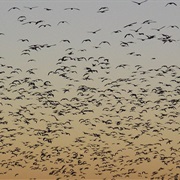 Sequoyah National Wildlife Refuge