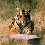Ranthambore National Park