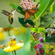 Pollinator- Friendly Your Balcony