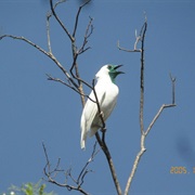 Bare-Throated Bellbird (Paraguay)