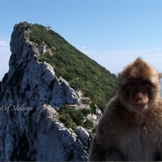 Saw the Wild Monkeys of Gibrator
