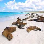 Gardner Bay in La Española Island, Galapagos