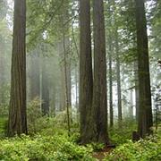 Redwood National and State Parks, USA