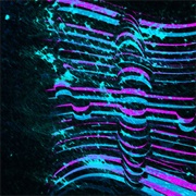 Laser Tribe - Laser Tribe