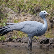 Blue Crane (South Africa)