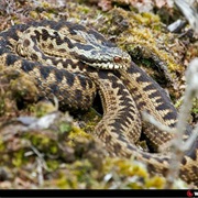 Semenic Cheile Carasului Cheile N Beusnita NP Rom