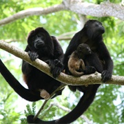 Spot Howler Monkeys in the Rainforest