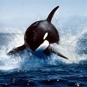 Orca