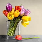 Tulips