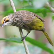 Straw-Headed Bulbul