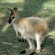 Wallaby