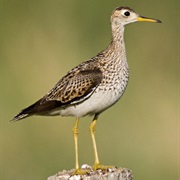 Upland Sandpiper