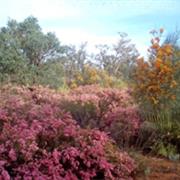 Thrushton National Park (QLD)