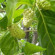 Great Morinda (Morinda Citrifolia)