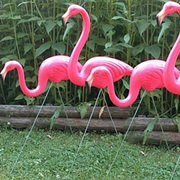 Pink Flamingos