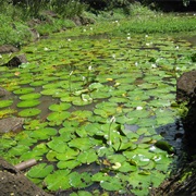 Waimea Valley