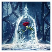 Enchanted Rose ( Beauty and the Beast)