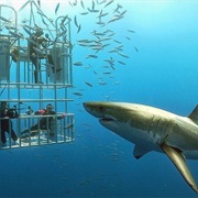 Cage Dive With Great White Sharks