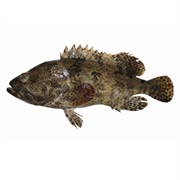 Brown Marbled Grouper / Tiger Grouper