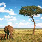 Go on a Safari in Kenya