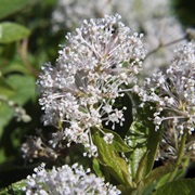 New Jersey Tea (Ceanothus Americanus)