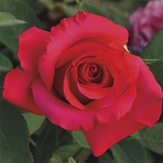 April Moon Hybrid Tea Rose
