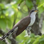 Yellow-Billed Cuckoo