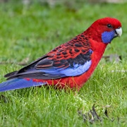 Crimson Rosella